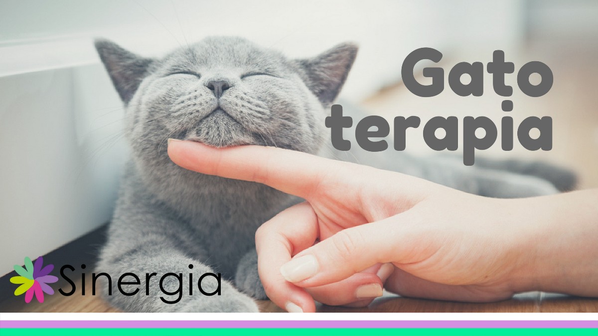 Gatoterapia, conoce como tener un gato mejora la salud