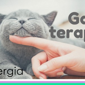 Gatoterapia, conoce como tener un gato mejora la salud